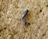 Tomocerus vulgaris